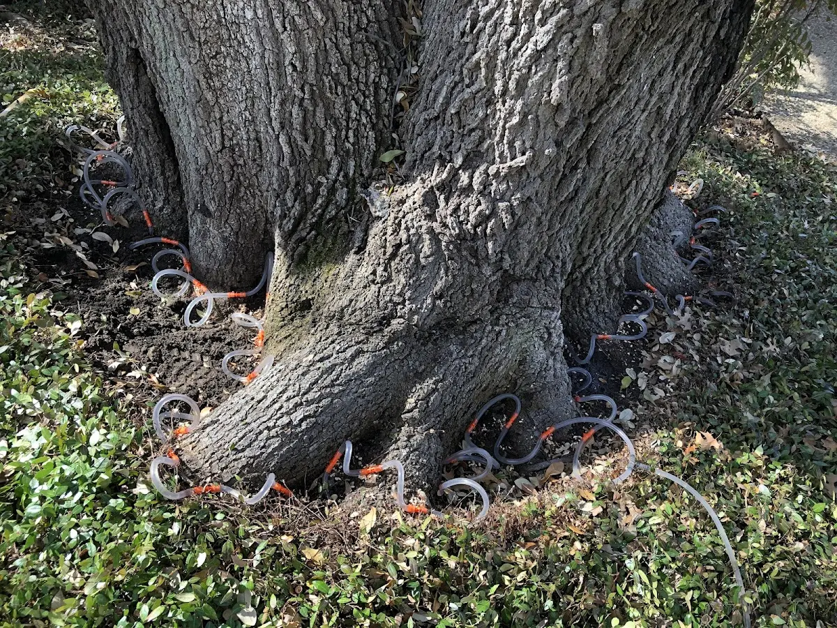 Detailed Tree Cabling and Bracing job site in Seneca Rocks