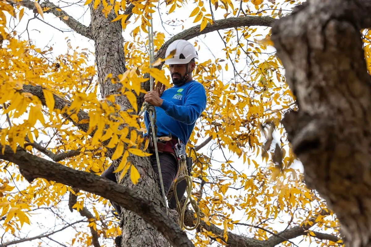 Skilled Tree Planing crew working in Seneca Rocks